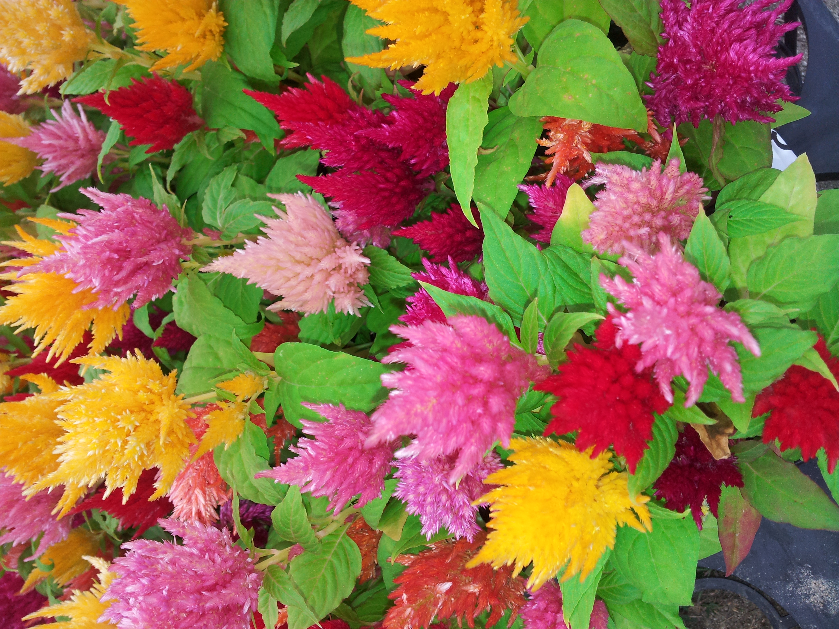 Celosia spicata